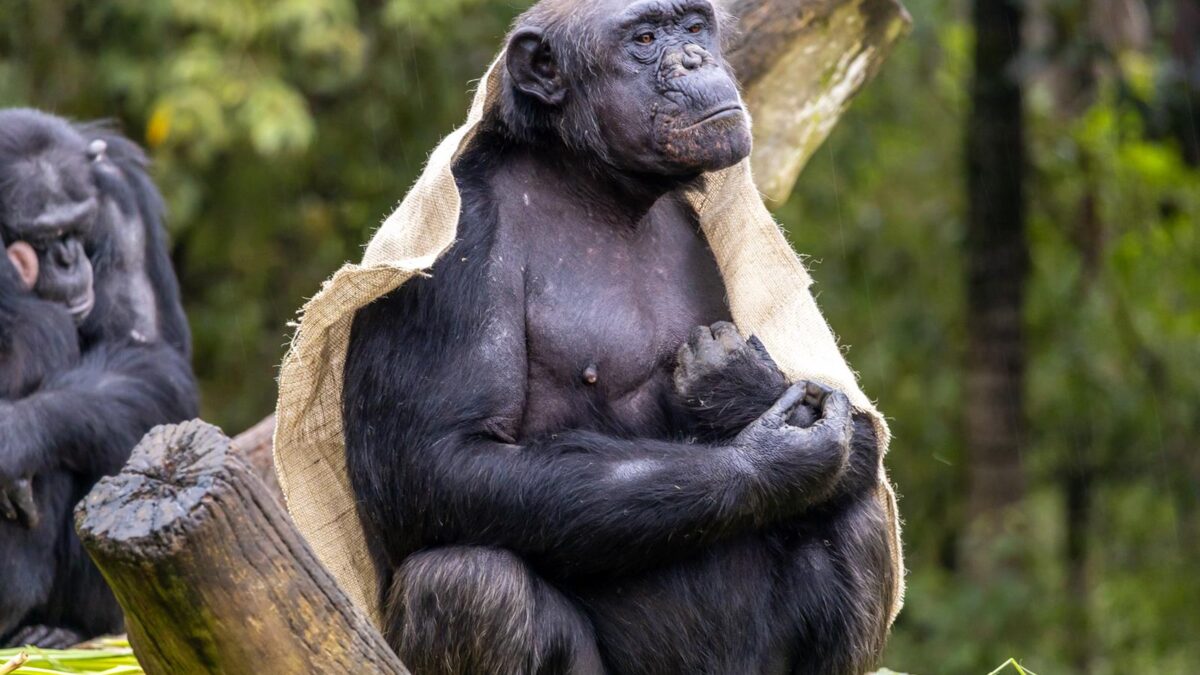 Mundo animal: Com sopa, chá e cobertores, Zoo de São Paulo adapta rotina dos animais durante o inverno